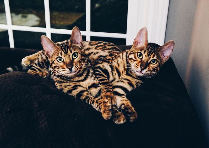 Bengal Siblings Living The Dream