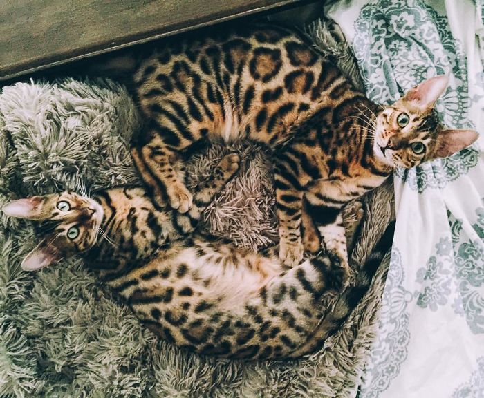 Bengal Siblings Living The Dream