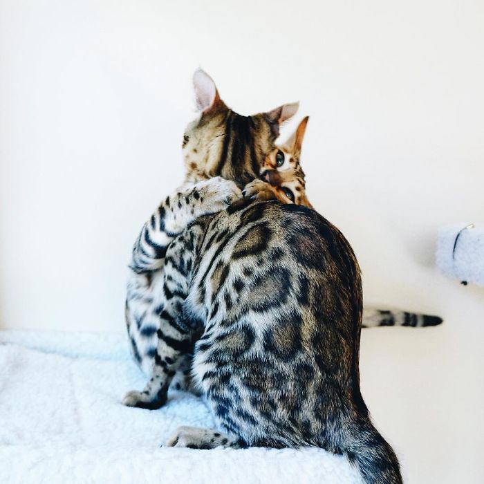 Bengal Siblings Living The Dream