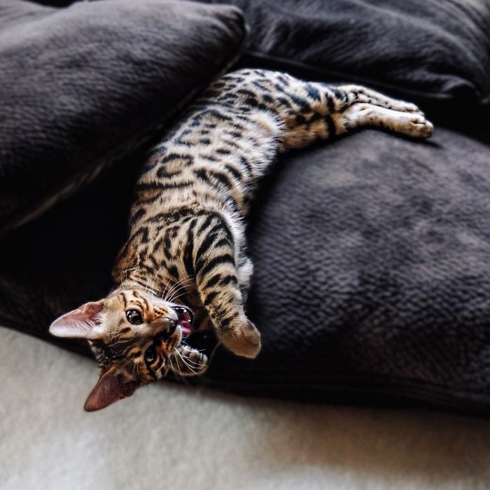 Bengal Siblings Living The Dream