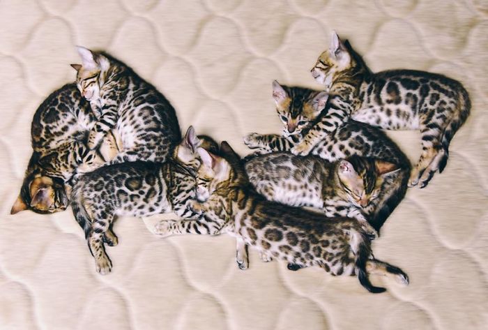 Bengal Siblings Living The Dream