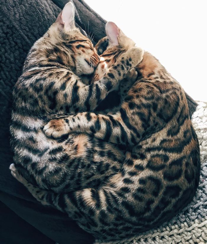 Bengal Siblings Living The Dream