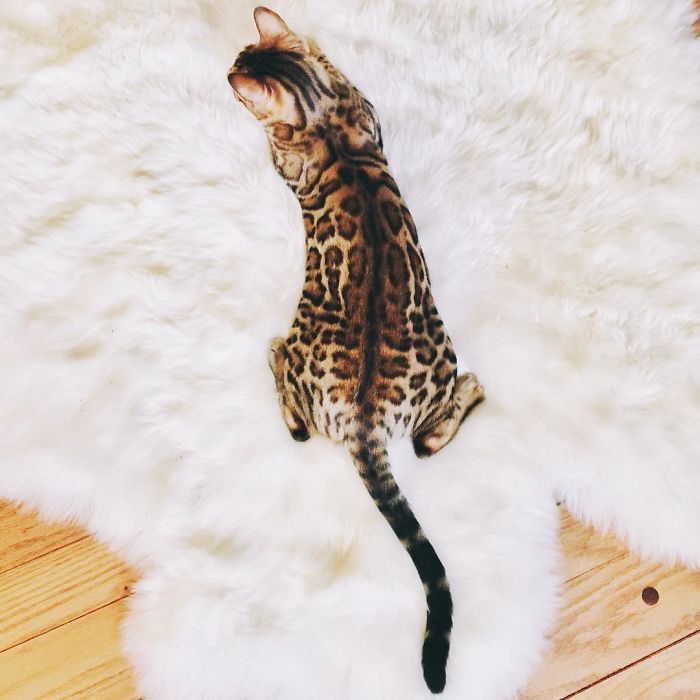 Bengal Siblings Living The Dream