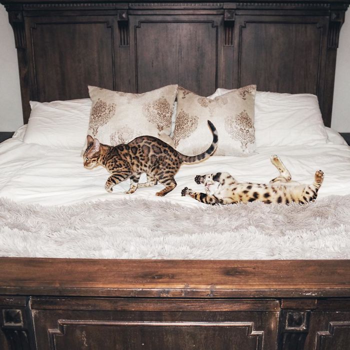 Bengal Siblings Living The Dream