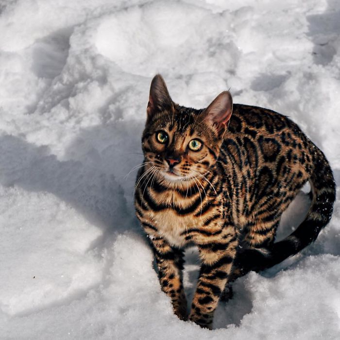 Bengal Siblings Living The Dream