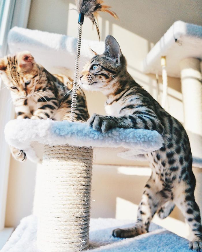 Bengal Siblings Living The Dream