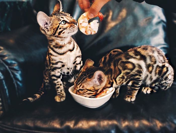Bengal Siblings Living The Dream