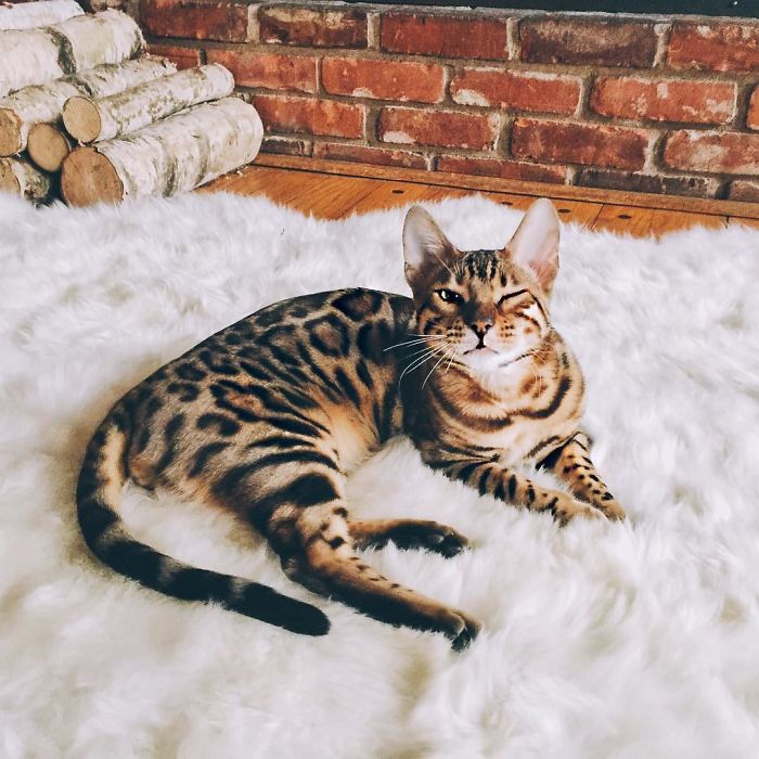 Bengal Siblings Living The Dream