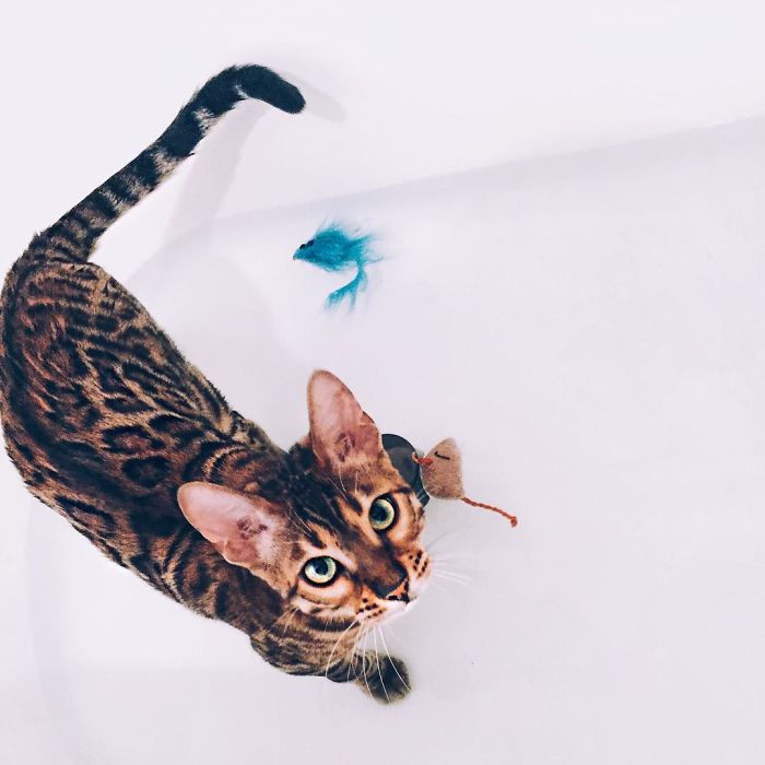 Bengal Siblings Living The Dream