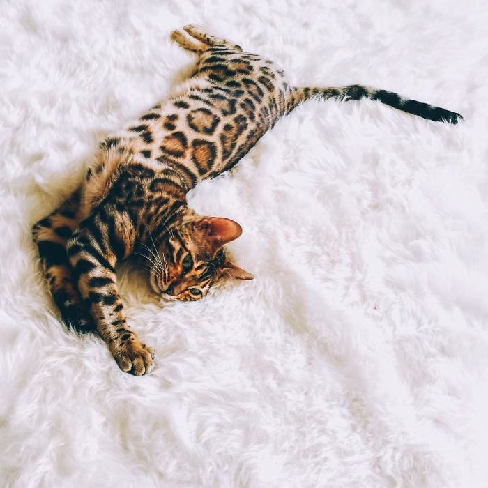 Bengal Siblings Living The Dream