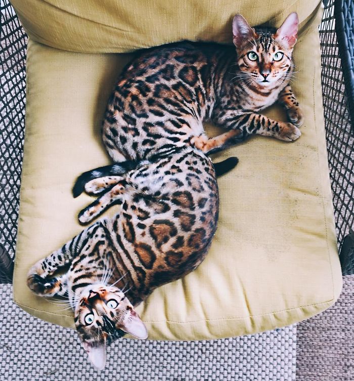 Bengal Siblings Living The Dream