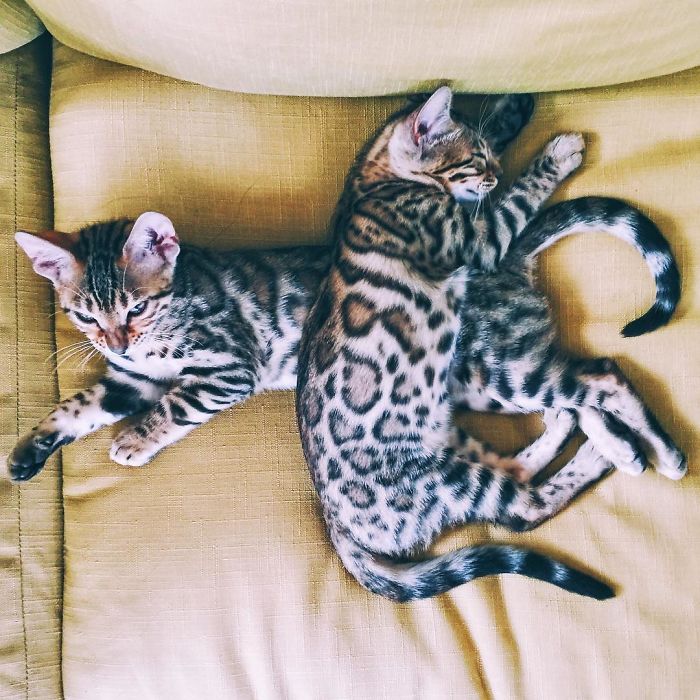 Bengal Siblings Living The Dream