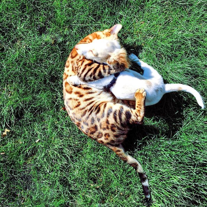 Bengal Siblings Living The Dream