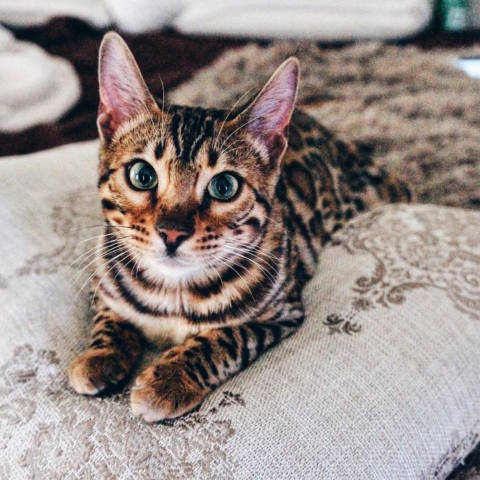 Bengal Siblings Living The Dream