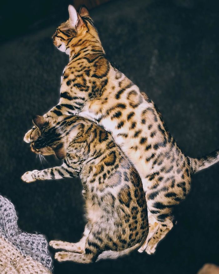 Bengal Siblings Living The Dream