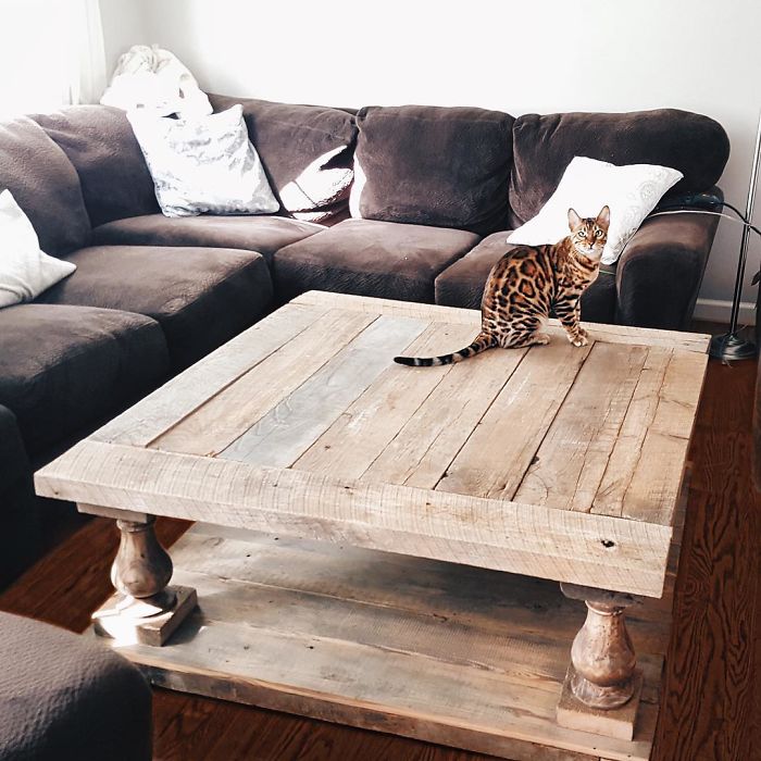 Bengal Siblings Living The Dream