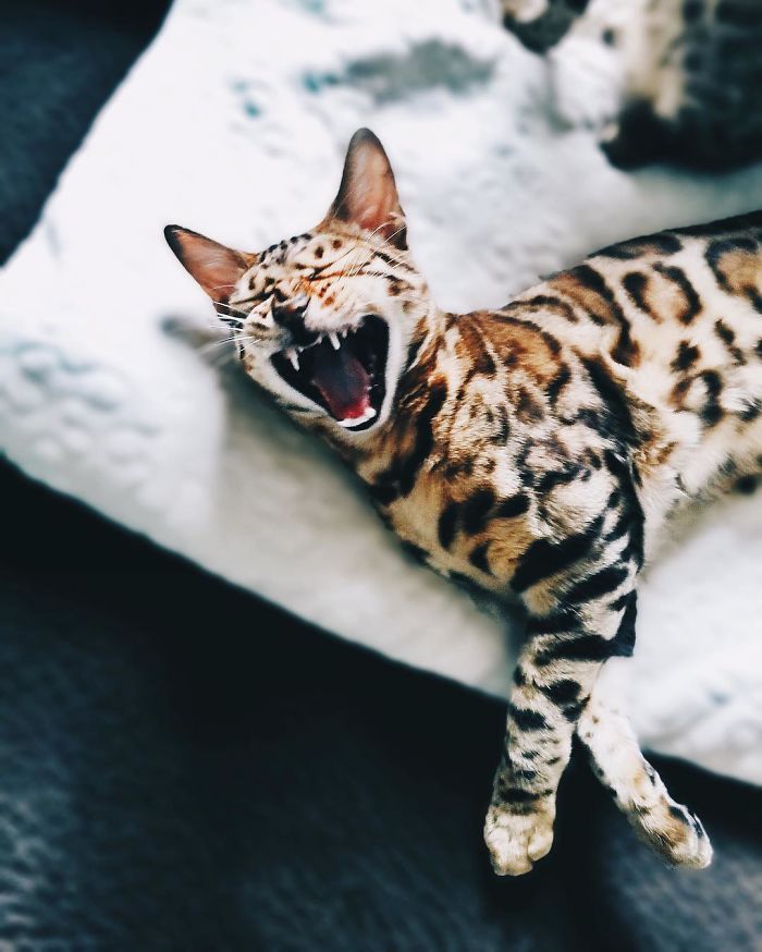 Bengal Siblings Living The Dream