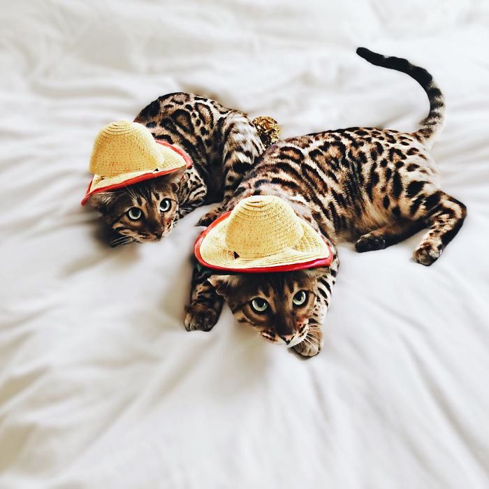 Bengal Siblings Living The Dream