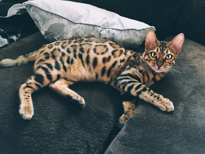 Bengal Siblings Living The Dream