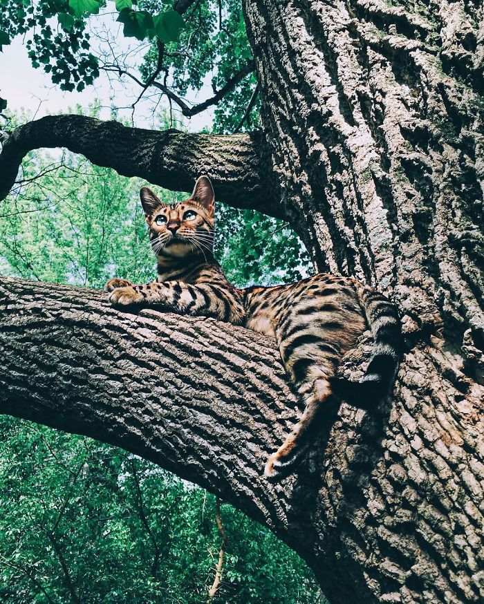 Bengal Siblings Living The Dream