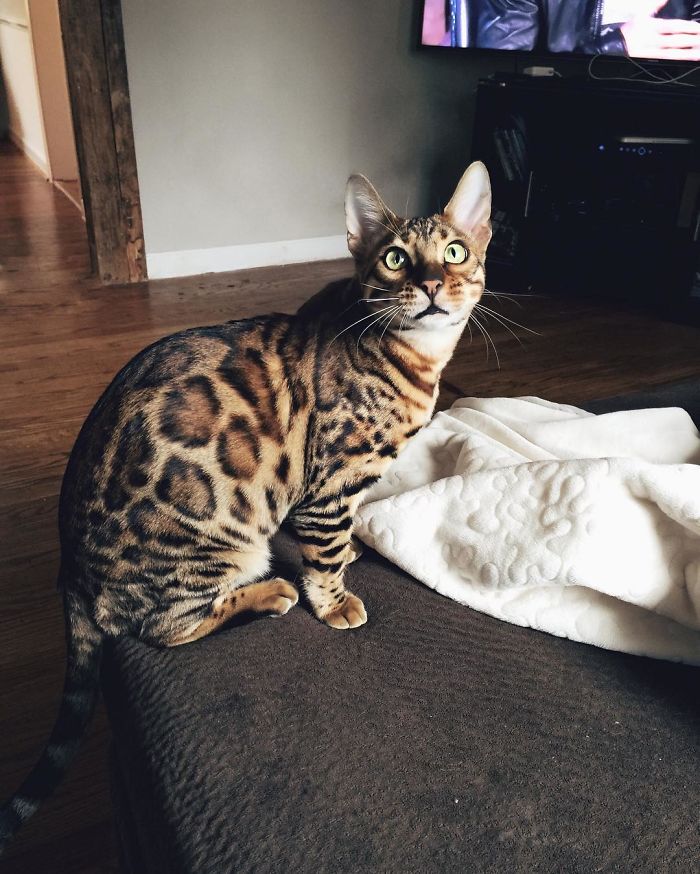 Bengal Siblings Living The Dream