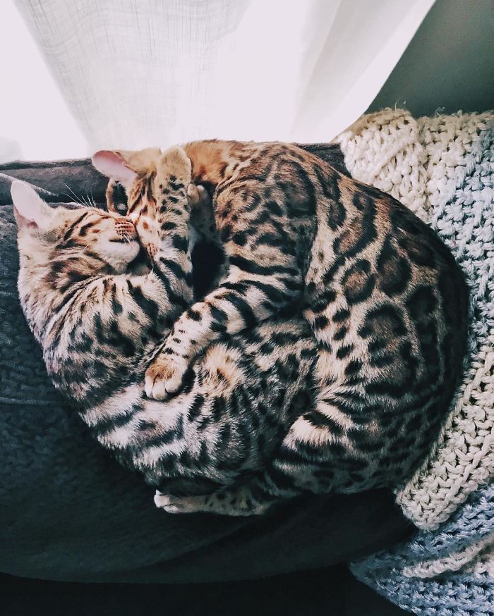 Bengal Siblings Living The Dream