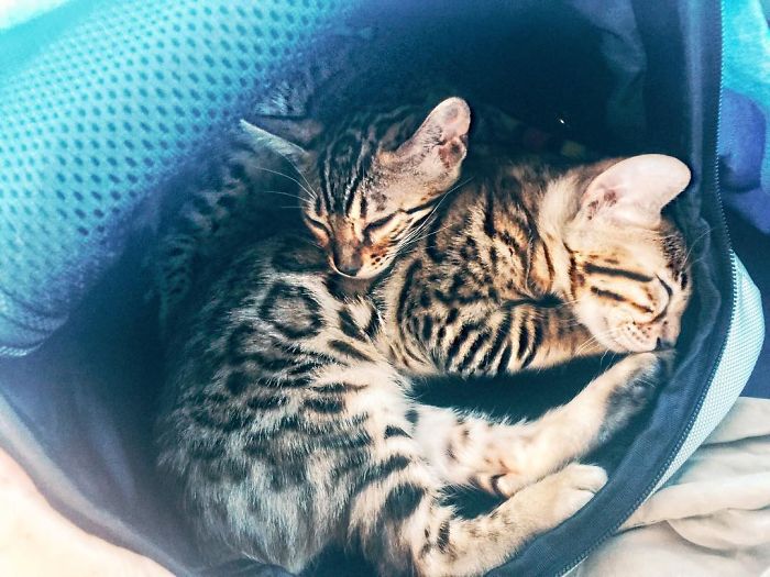 Bengal Siblings Living The Dream