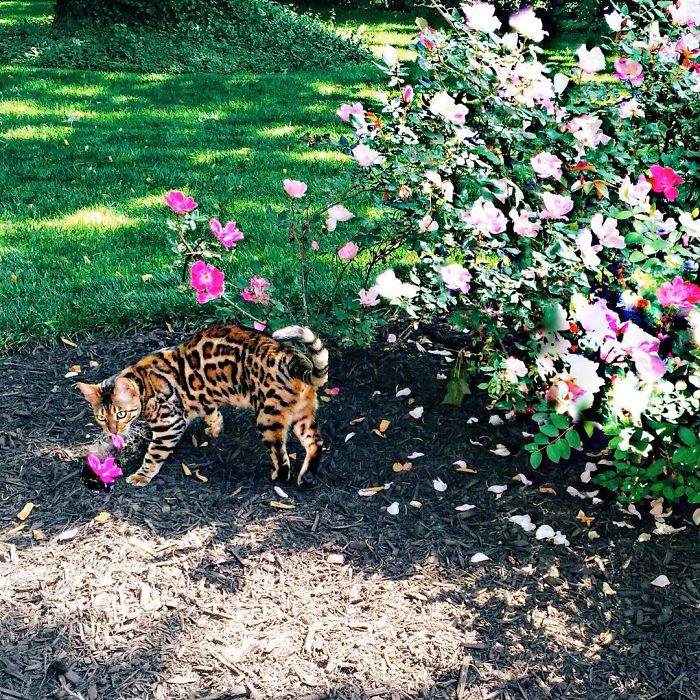 Bengal Siblings Living The Dream