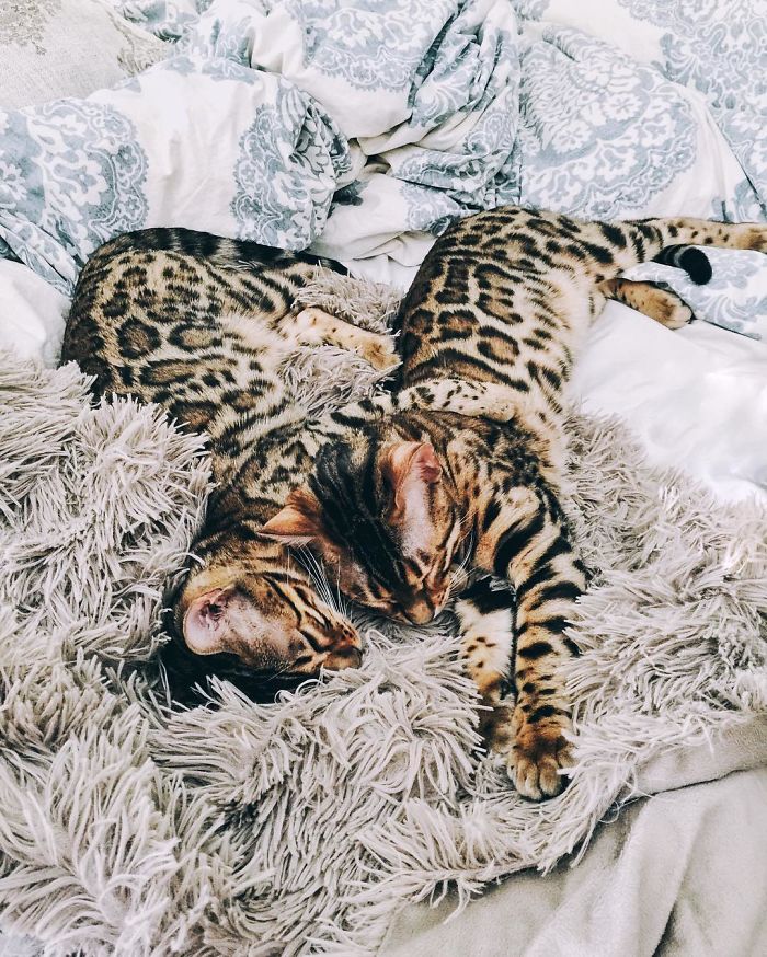 Bengal Siblings Living The Dream