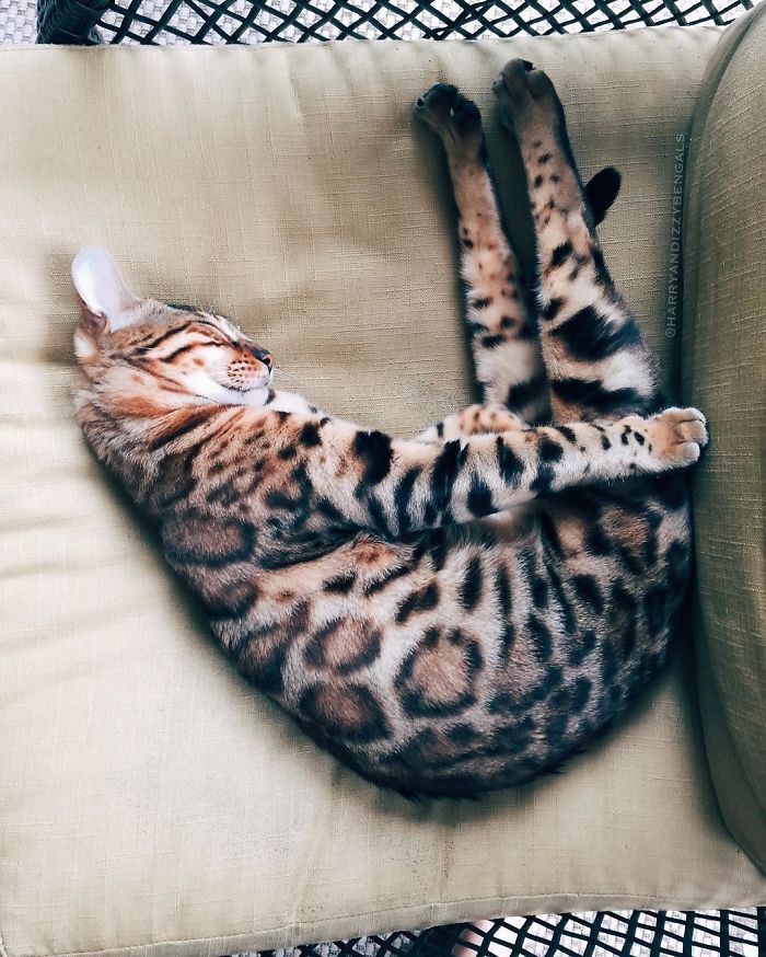 Bengal Siblings Living The Dream