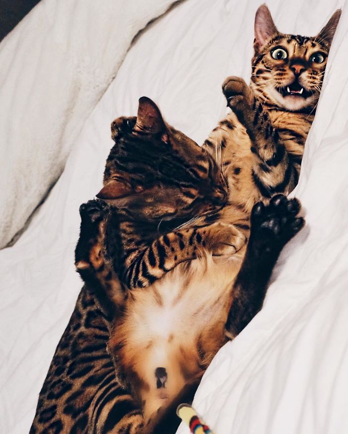 Bengal Siblings Living The Dream