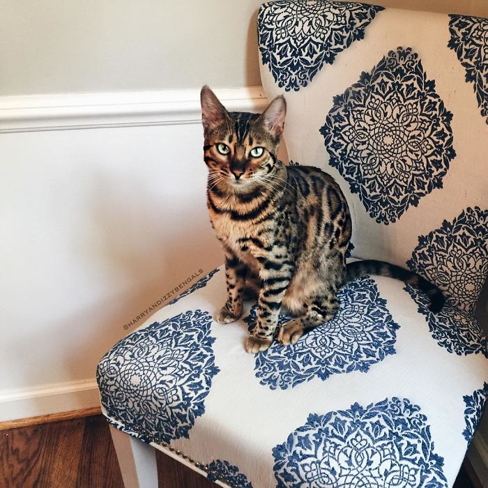 Bengal Siblings Living The Dream