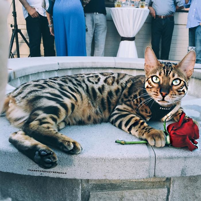 Bengal Siblings Living The Dream