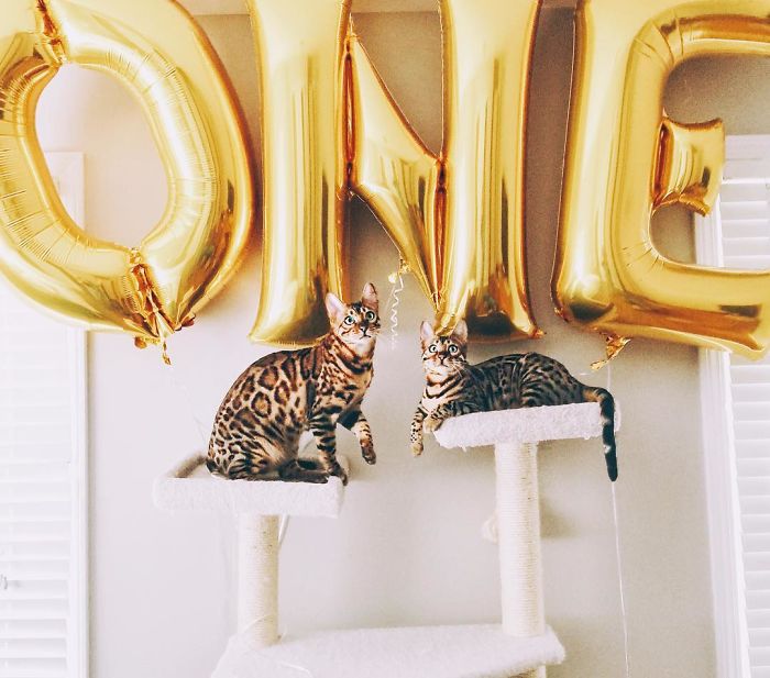 Bengal Siblings Living The Dream