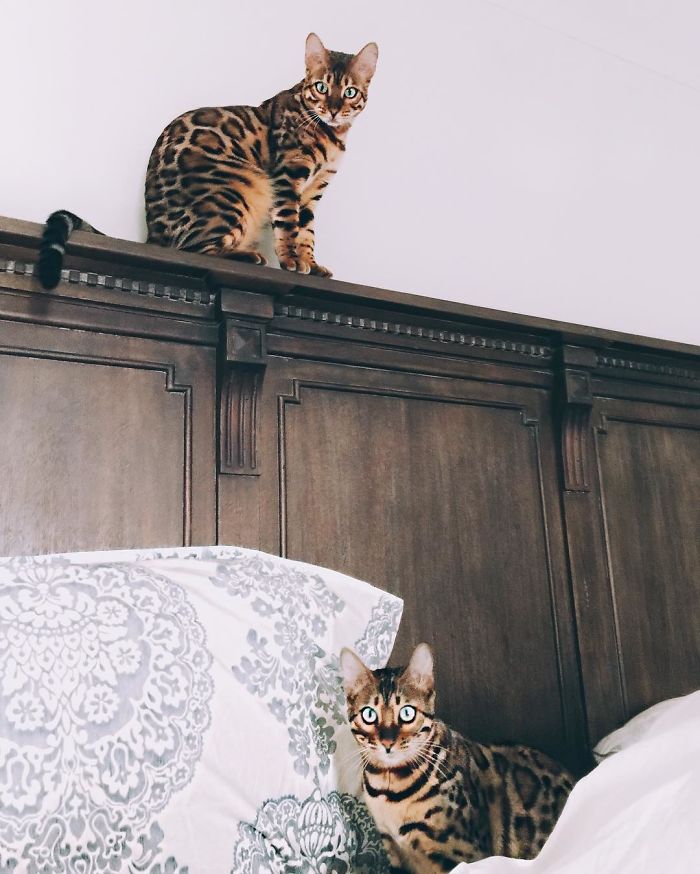 Bengal Siblings Living The Dream