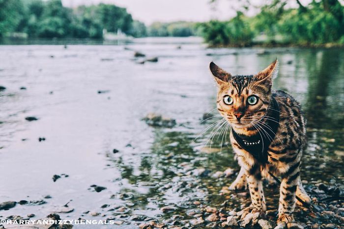 Bengal Siblings Living The Dream