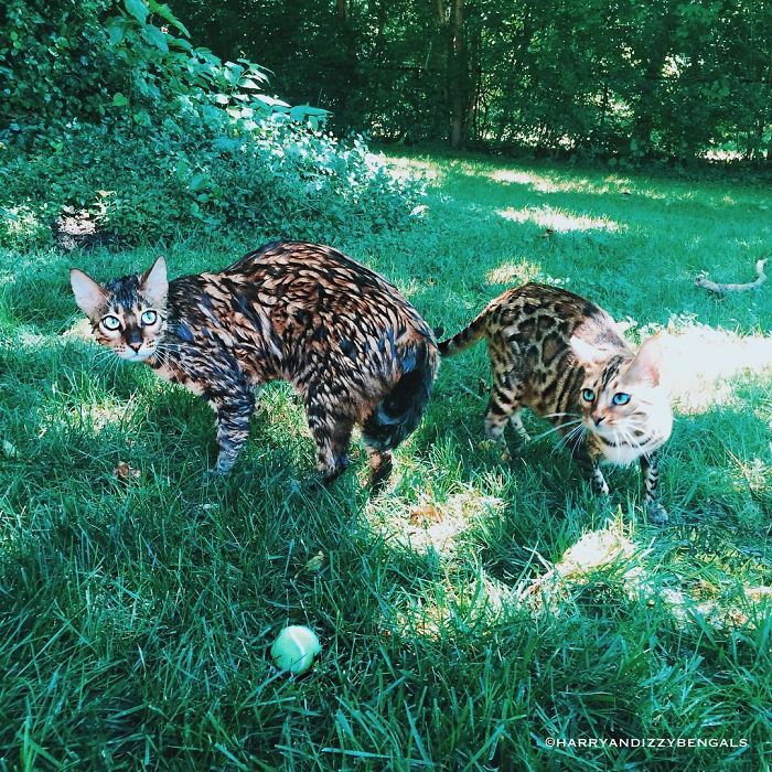 Bengal Siblings Living The Dream