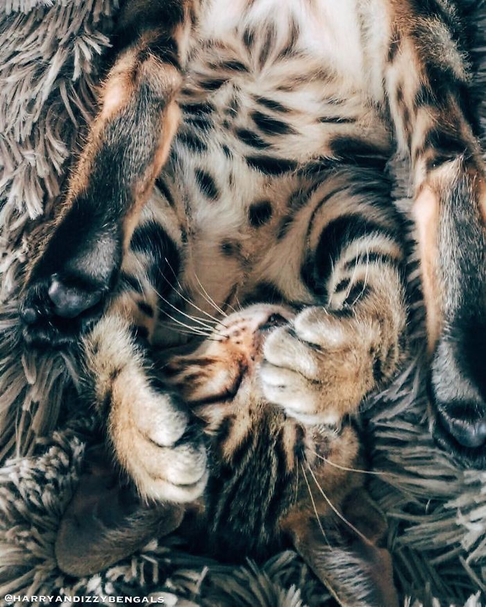 Bengal Siblings Living The Dream