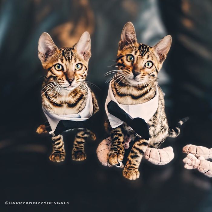 Bengal Siblings Living The Dream