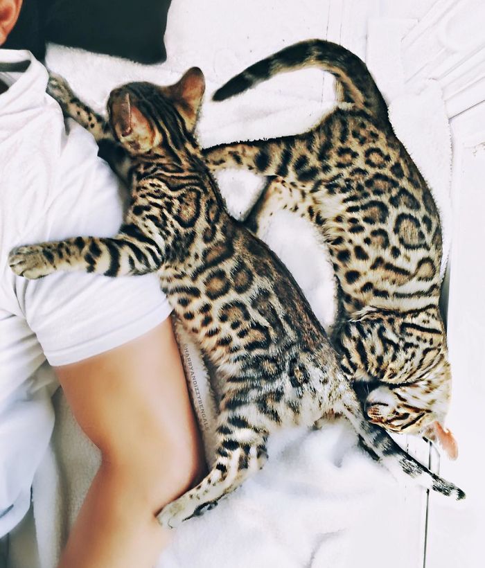 Bengal Siblings Living The Dream