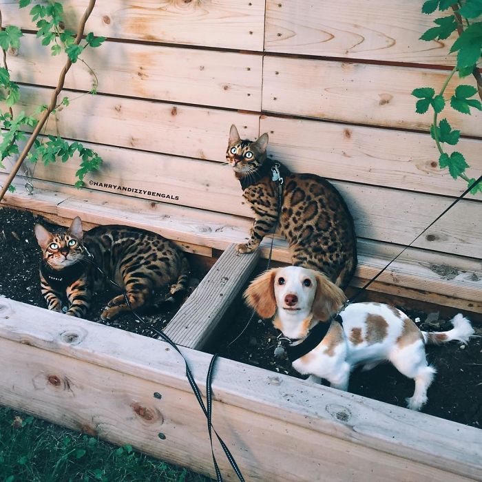 Bengal Siblings Living The Dream