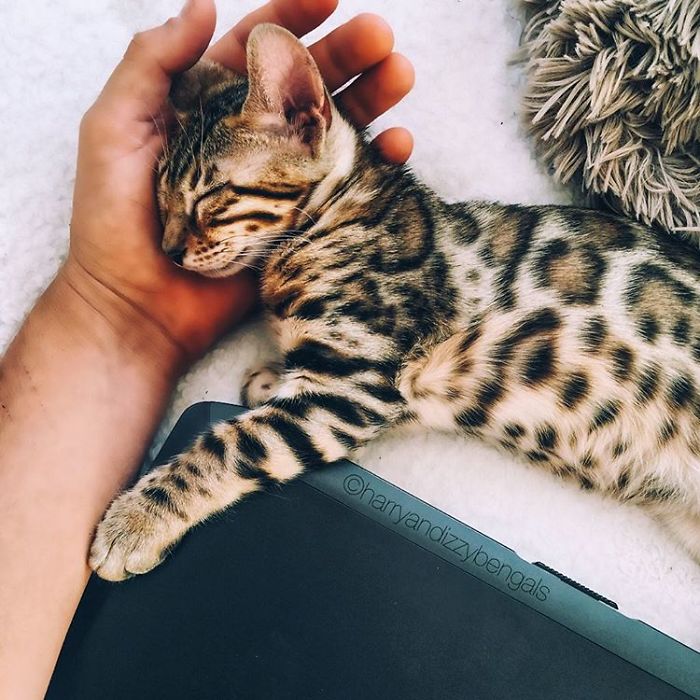 Bengal Siblings Living The Dream