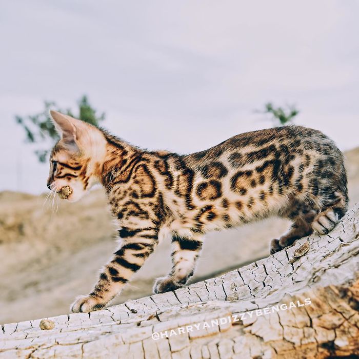 Bengal Siblings Living The Dream
