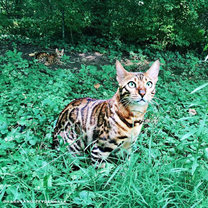 Bengal Siblings Living The Dream