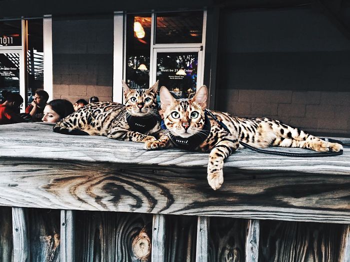 Bengal Siblings Living The Dream