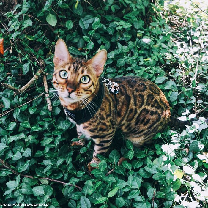 Bengal Siblings Living The Dream