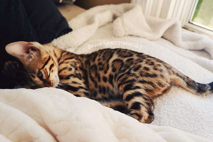 Bengal Siblings Living The Dream