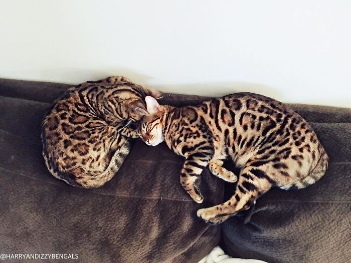 Bengal Siblings Living The Dream