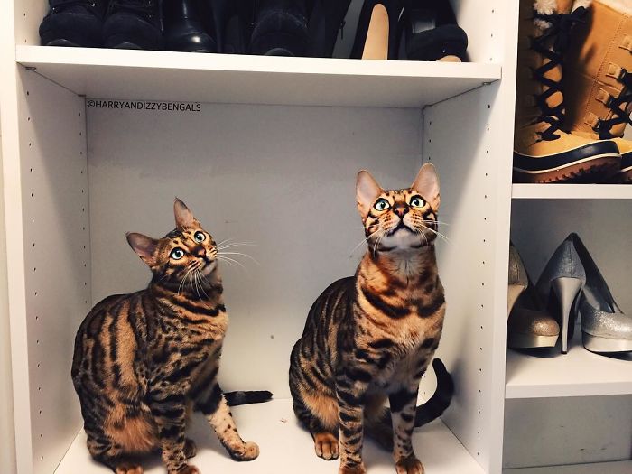 Bengal Siblings Living The Dream