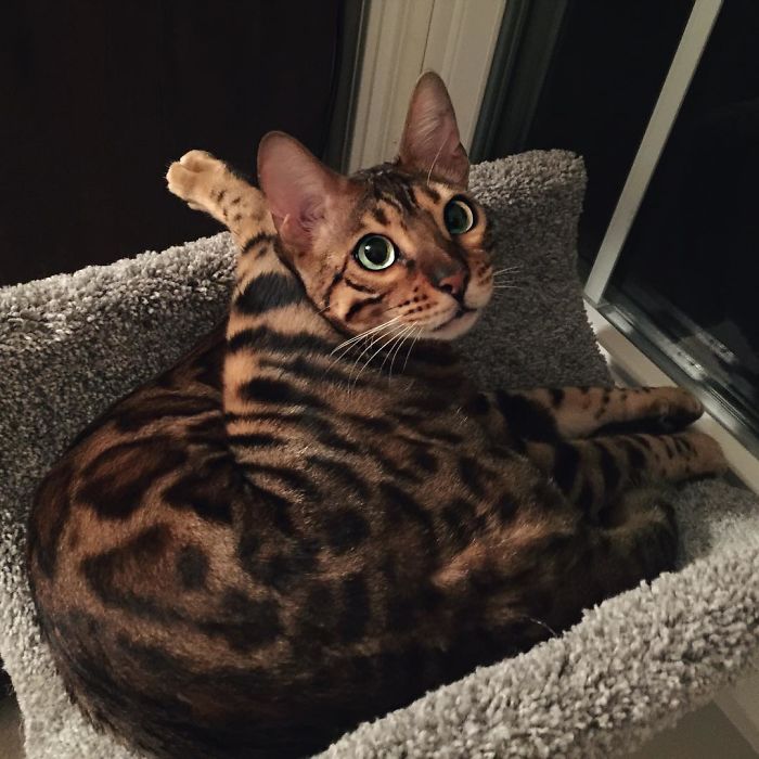 Bengal Siblings Living The Dream